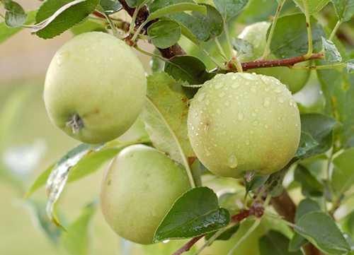 Apple variety Golden Delicious