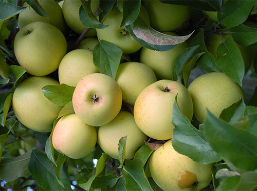 Apple variety Golden Delicious