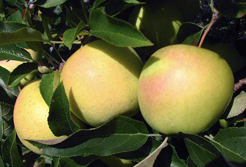 Apple variety Golden Delicious