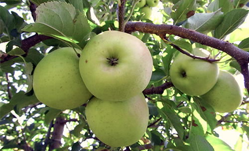 Apple variety Golden Delicious