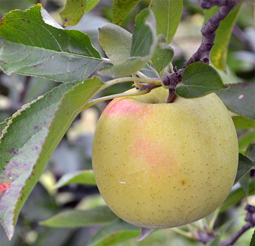 Apple variety Golden Delicious