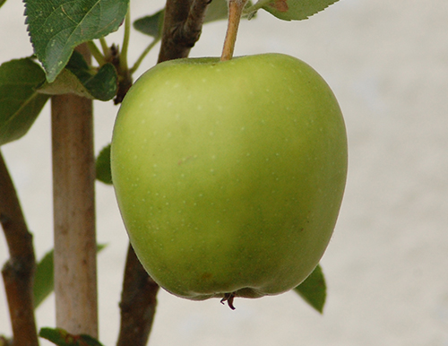 Apple variety Golden Delicious