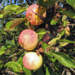 Apple variety Grushovka Moscow