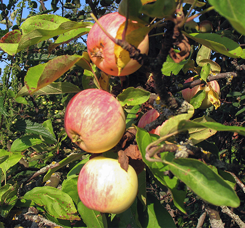 Apple variety Grushovka Moscow