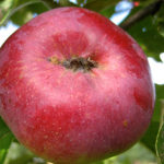 Apple variety Orlik