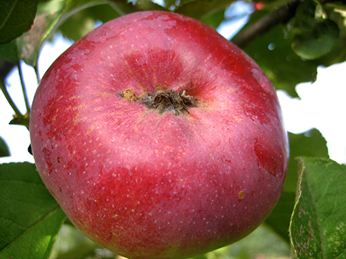 Apple variety Orlik