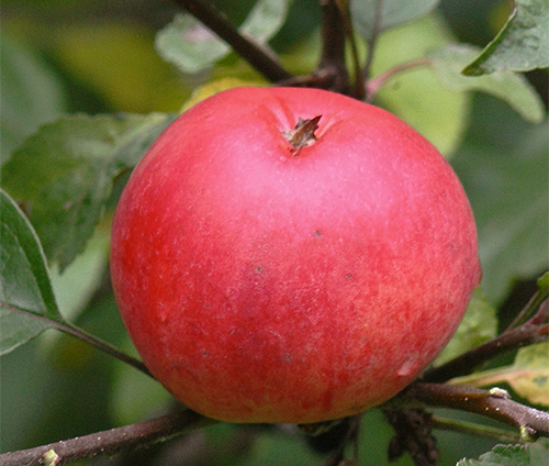 Apple variety Pepin saffron