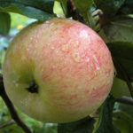 Apple variety Spartak