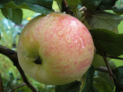 Apple variety Spartak