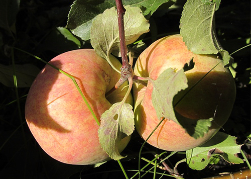 Apple variety Spartak