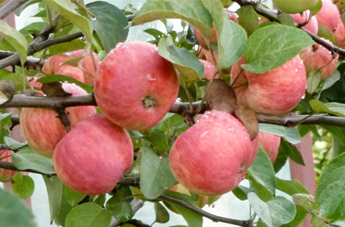 Apple variety Uralets