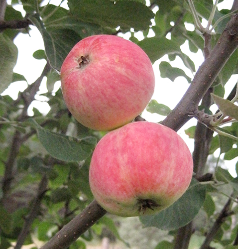 Apple variety Uralets