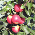 Apple variety Cherished