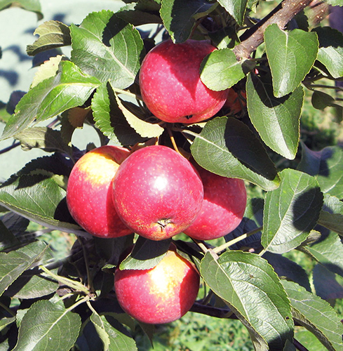 Apple variety Cherished