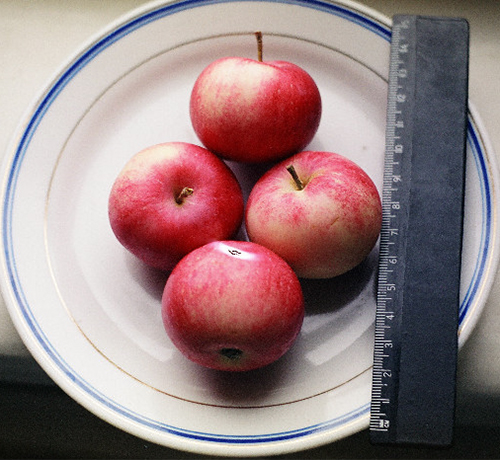 Apple variety Cherished