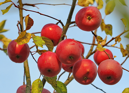 Apple variety Zvezdochka