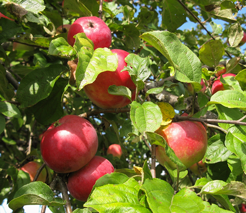 Apple variety Zvezdochka