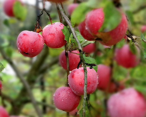 Apple variety Zvezdochka