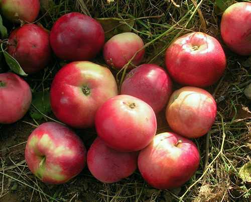 Apple variety Zvezdochka