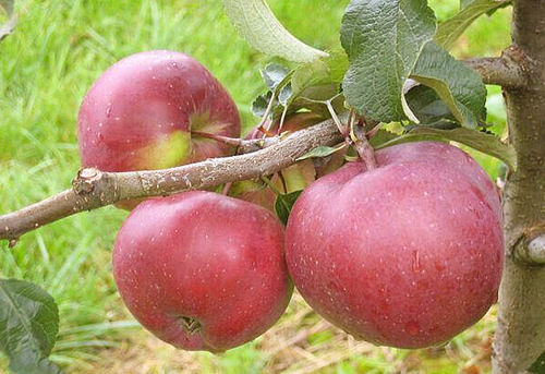 Apple variety Antey