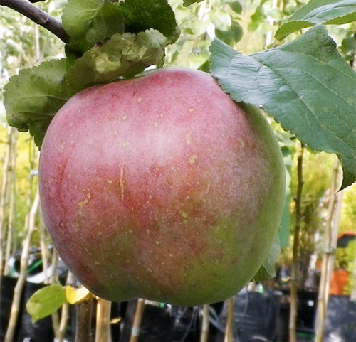 Antey pelbagai Apple