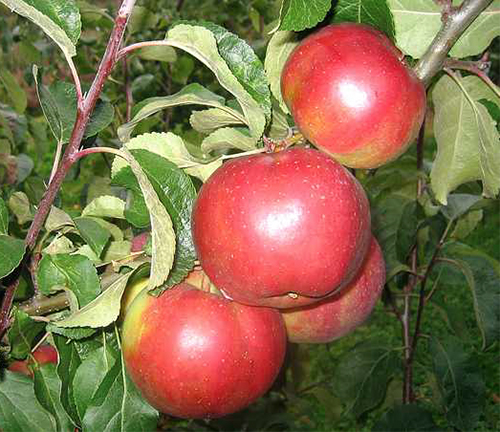 Antey pelbagai Apple