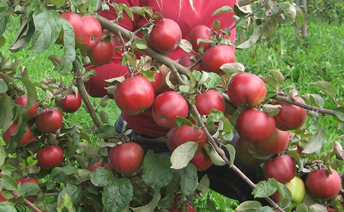 Apple variety Antey