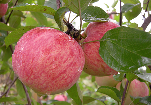 Apple variety Cinnamon striped