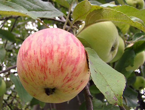 Apple variety Cinnamon striped