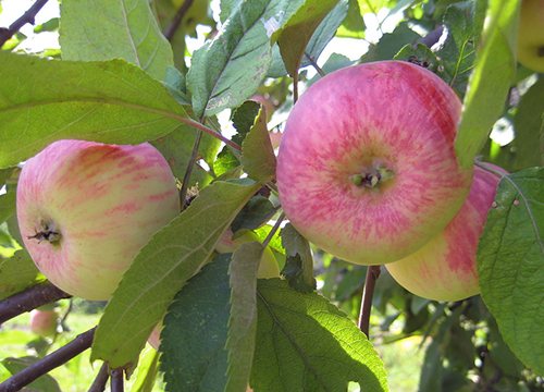 Apple variety Cinnamon striped