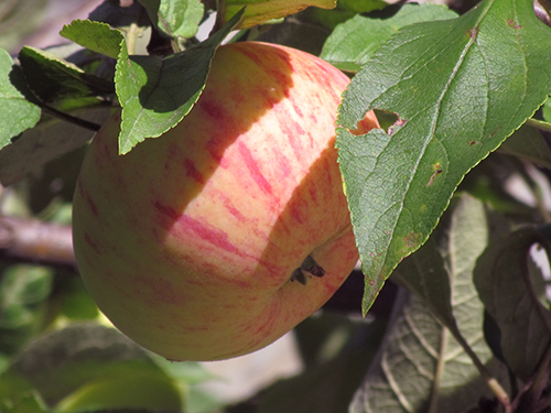 Apple variety Cinnamon striped