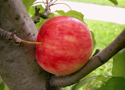 Apple variety Mantet