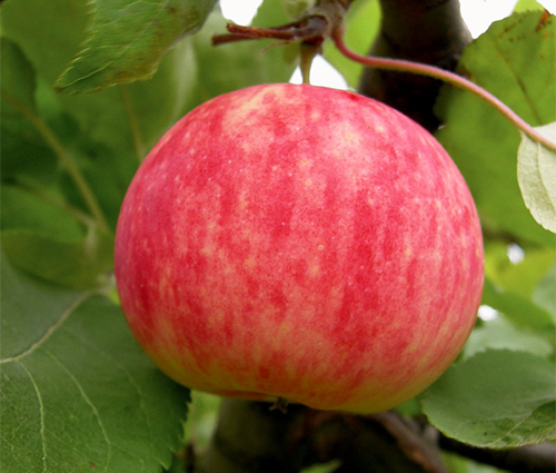 Apple variety Mantet