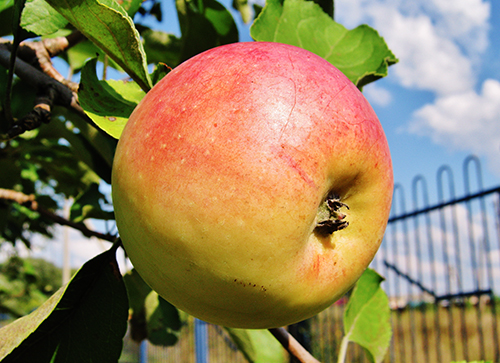 Apple variety North Sinap