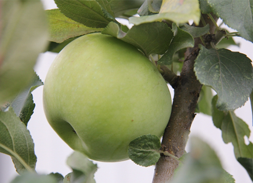 Apple variety North Sinap