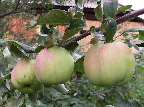 Apple variety North Sinap