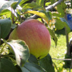 Apple variety Uslada