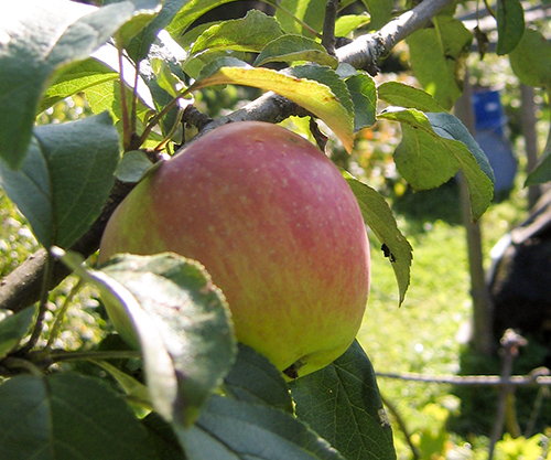 Apple variety Uslada