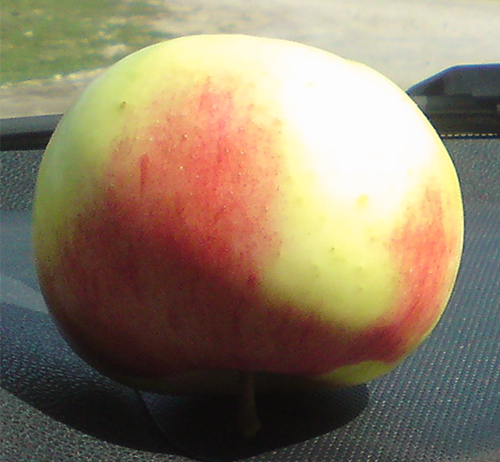 Apple variety Uslada