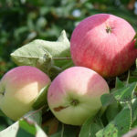 Apple variety Melba (Melba)