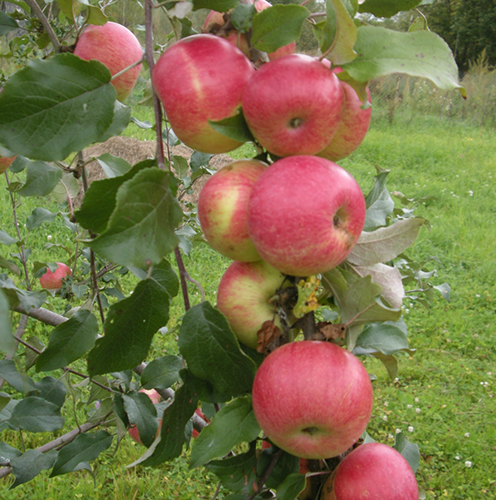 Apple variety Melba