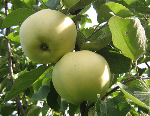 Apple variety Papirovka