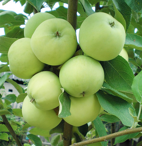 Apple variety Papirovka