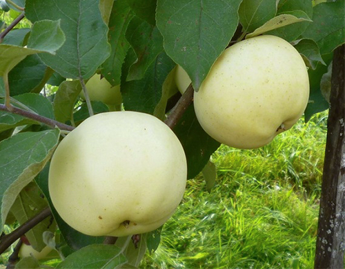 Apple variety Papirovka