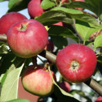 Apple variety Silver Hoof