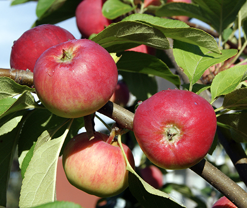 Apple variety Silver Hoof