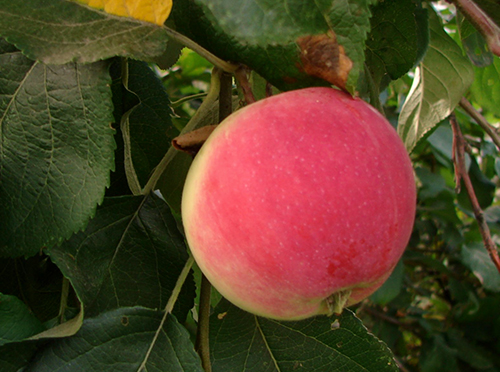 Apple variety Silver Hoof