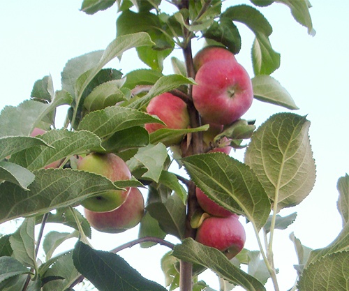 Apple Hoof Perak pelbagai jenis