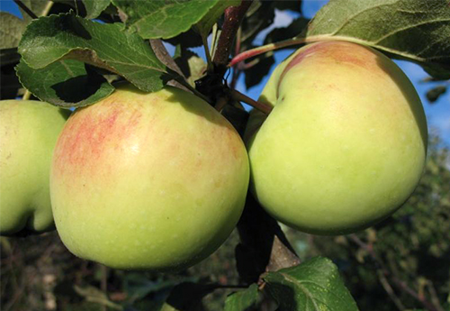 Apple variety Sinap Orlovsky