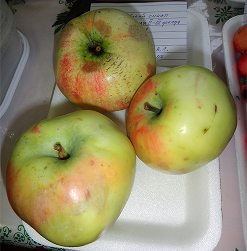 Apple variety Sinap Orlovsky